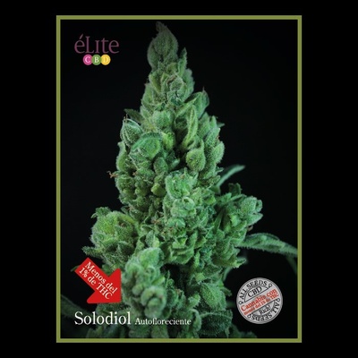 Élite Seeds Solodiol Auto CBD semienka neobsahujú THC 50 ks