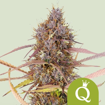Royal Queen Seeds Purple Queen Auto 0 % THC 5 ks Balenie: 1 ks