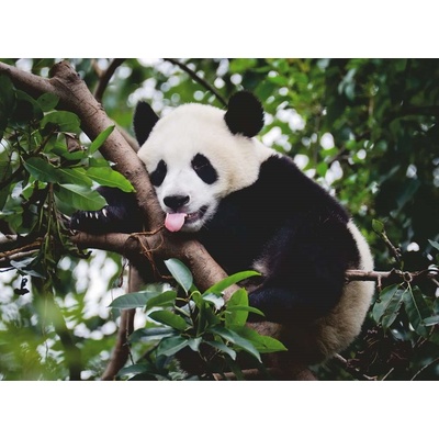 RAVENSBURGER Panda 500 dielov