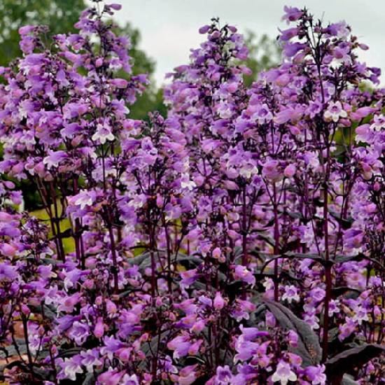 Poni Veni® Penstemon 'Midnight Masquerade' - dráčik K1L od 5,62 ...