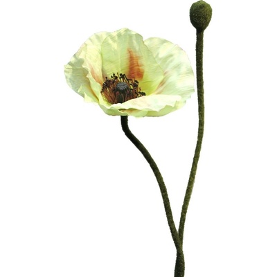Mák - Papaver 'Rhoas' zelený 60 cm