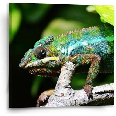 Sablio Obraz Chameleon - 50x50 cm
