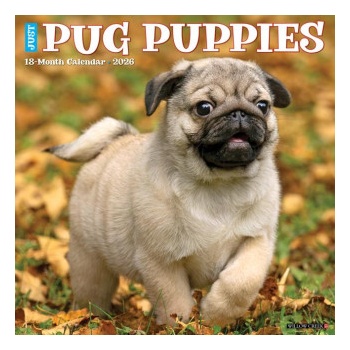Willow Creek Press Pug Puppies 2026 12 X 12 Wall Calendar