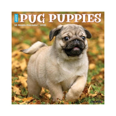 Willow Creek Press Pug Puppies 2026 12 X 12 Wall Calendar | Willow Creek Press