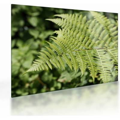 Skleněný obraz - Kapradinový list, jednodílný 70x50 cm na skle – Hledejceny.cz