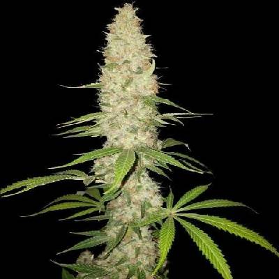 Spliff Seeds Gorilla Auto semena neobsahují THC 5 ks