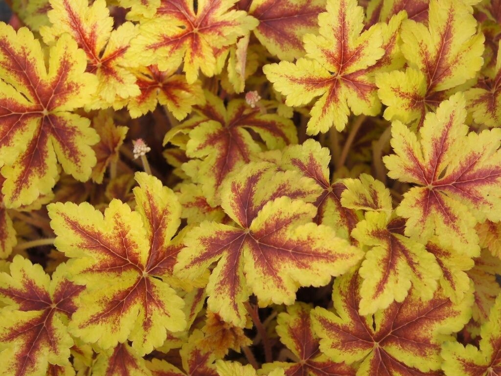 Heucherela Gold Zebra