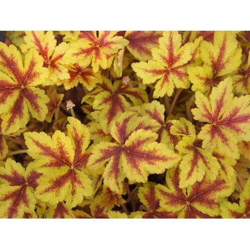 Heucherela Gold Zebra