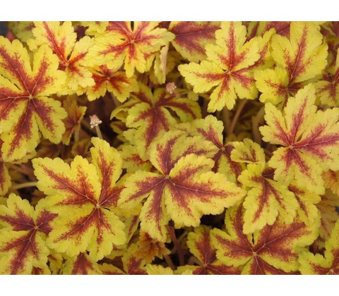 Heucherela Gold Zebra