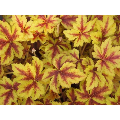 Heucherela Gold Zebra