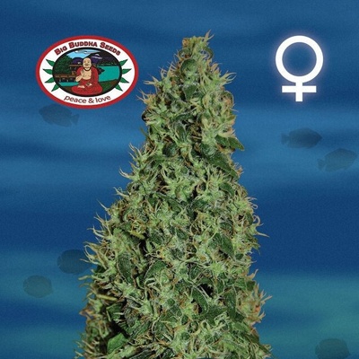 Big Buddha Seeds Cheesy Dick semienka neobsahujú THC 10 ks