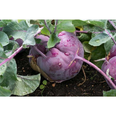 Kaleráb skorý modrý - Brassica oleracea - semiačka - 50 ks