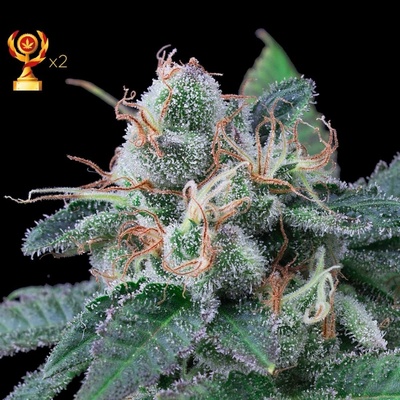 Exclusive Seeds Bank Super Mandarina semena neobsahují THC 3 ks