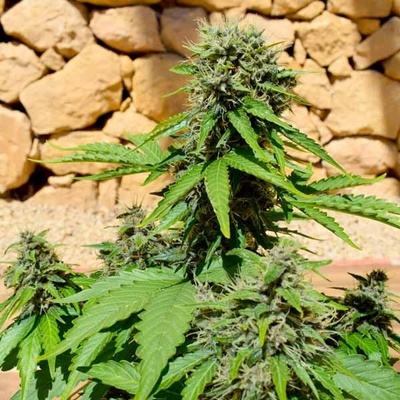 Freedom Of Seeds Pixie Punch AUTO semena neobsahují THC 3 ks