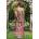 Lady at Willowgrove Hall | Sarah E Ladd