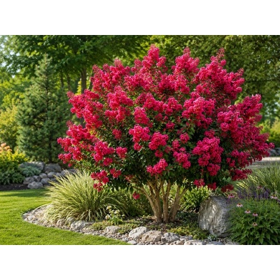Myrta krepová Petite Red, výška 20-30 cm, kvetináč 2 l