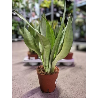 SANSEVIERIA trifa. 'Moonshine' 14/50cm