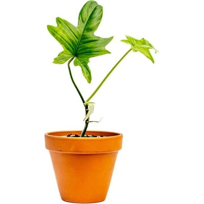 Gardners Philodendron Pedatum, průměr 9 cm - Slow Plant Filodendron
