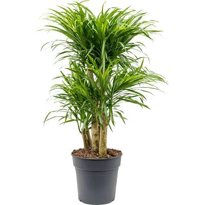 Pleomele anita variegata branched 24x90 cm