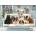 Cobble Hill - Puzzle Family Puzzle: Porch Pals - 350 piese