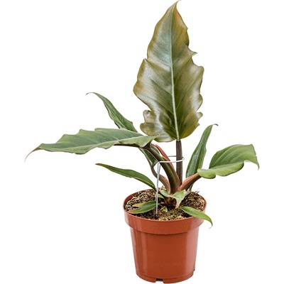 Philodendron caramel 12x25 cm