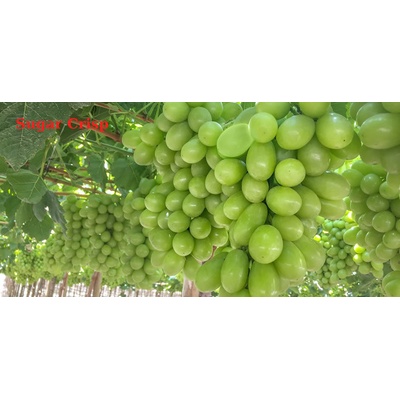 Vinič Sugar Crisp bez semien USA