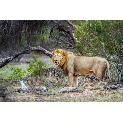 DIMEX ART Флизелинов фототапет див лъв 375 x 250 см