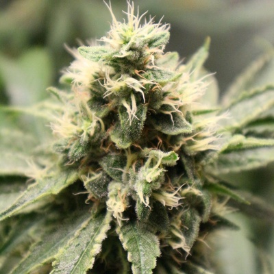 Pheno Finder Seeds Chemhead OG semienka neobsahujú THC 5 ks