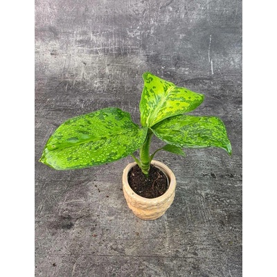 Dieffenbachia Crocodile mini (Difenbachia, co dokáže vyrůst až do stropu)