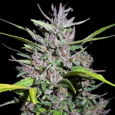 Ace Seeds Honduras x Panama regular semena neobsahují THC 5 ks