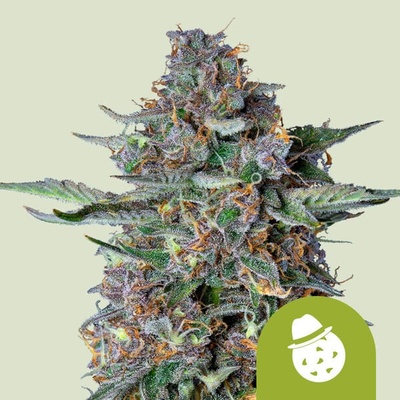 Royal Queen Seeds Do-si-dos Automatic semienka neobsahujú THC 100 ks
