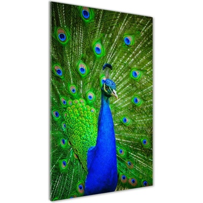Vertikálny fotoobraz na skle Páv 50x100 cm