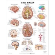 Brain Anatomical ChartWallchart
