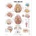 Brain Anatomical ChartWallchart