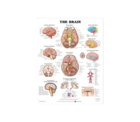 Brain Anatomical ChartWallchart