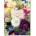 Redoute. Book of Flowers | H. Walter Lack