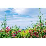 DIMEX ART Флизелинов фототапет билка с небе 375 x 250 см