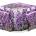4home Aura lavender 100 g
