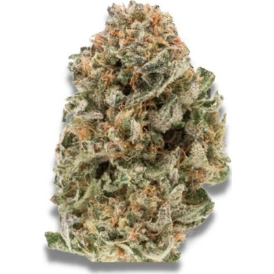 Growers Choice MAF Fast Version semena neobsahují THC 5 ks