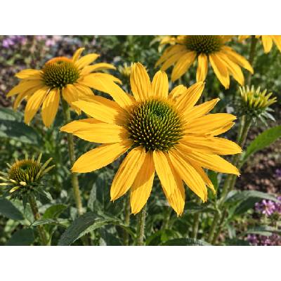 Echinacea purpurová 'Lakota Yellow' v kvetináči