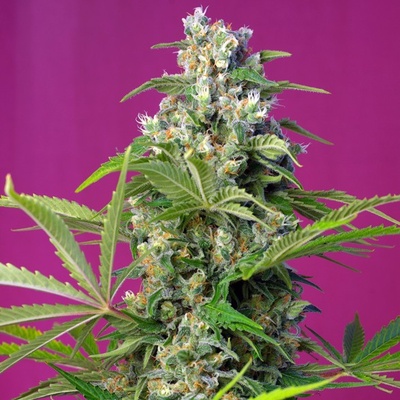 Sweet Seeds Gorilla Girl semena neobsahují THC 3 ks