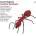 David Helbock - Austrian Syndicate CD