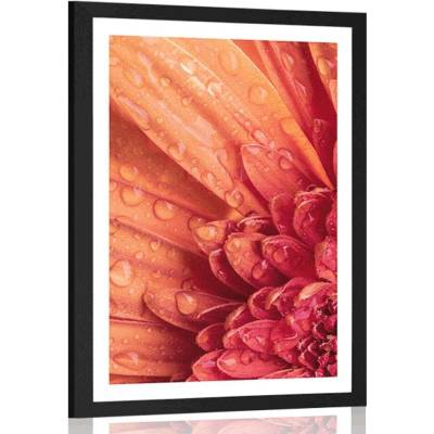 Plakát s paspartou oranžová gerbera s kapkami vody - 20x30 silver