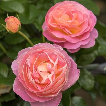 Tantau® Роза Dornburger Schlossrose® - (Tantau®)