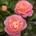 Tantau® Роза Dornburger Schlossrose® - (Tantau®)