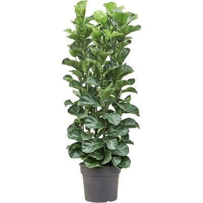 Ficus lyrata bambino 38x160 cm