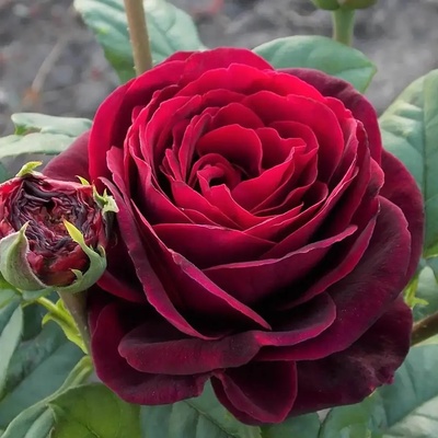 Tantau® Роза Black Caviar / Astrid Grafin von Hardenberg®