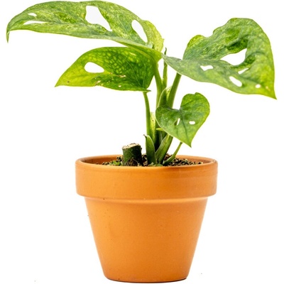Gardners Monstera adansonii Mint, průměr 6 cm Monstera, Adansonova monstera, Švýcarský sýr