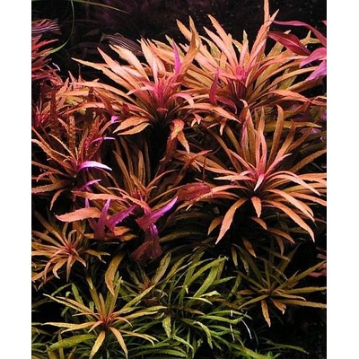 Pogostemon stellata broadleaf Red