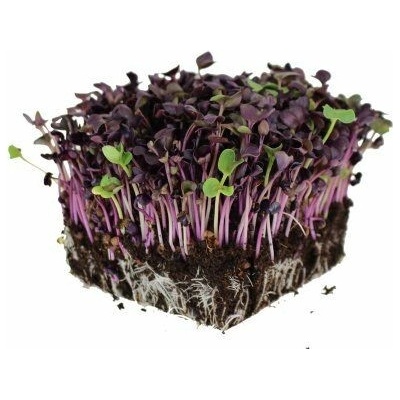 Microgreens Ředkev červená Red Sango na microgreens, 50 g